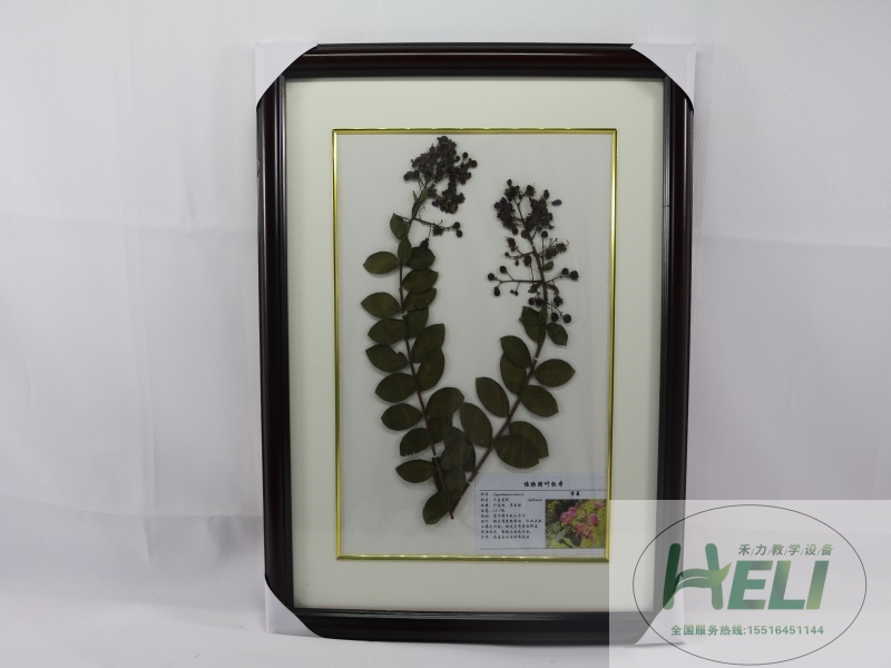 植物臘葉標(biāo)本園林花卉臘葉標(biāo)本-紫薇