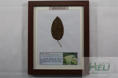 園林果樹病害原色教學(xué)標(biāo)本-山楂銹病