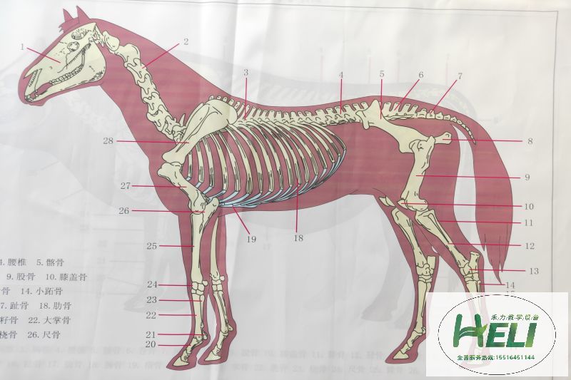 教學掛圖 馬骨骼掛圖